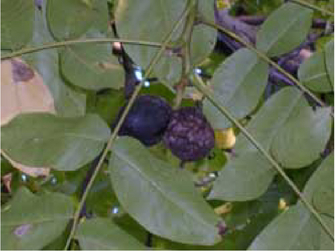 Befallene schwarze Früchte im Nussbaum