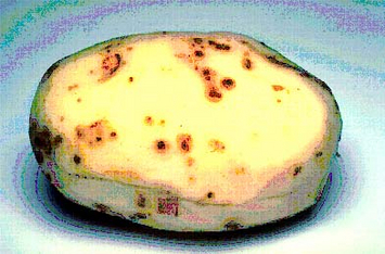 Kartoffel mit braunen Stellen