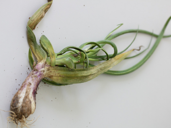 Knoblauchpflanze mit grasartigem Aussehen durch zahlreiche Seitentriebe