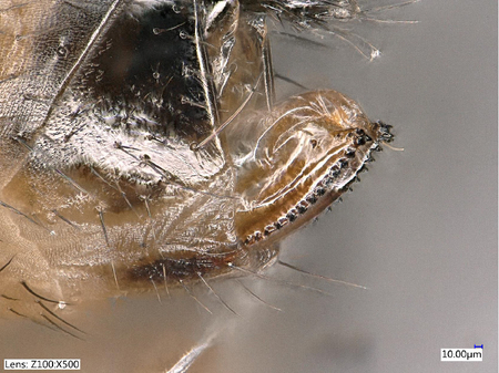 © AGES Detailaufnahme des Legebohrers am Hinterleib