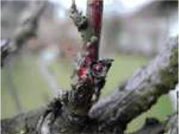 © AGES Abgestorbener Trieb eines Baumes