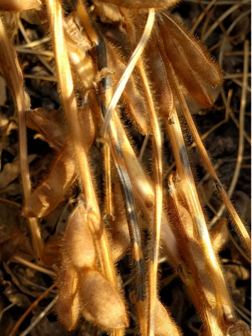 Abgereifte, trockene Sojapflanze mit schwarzen Flecken am Stängel