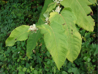 © AGES/Follak Blütenstand des Sachalin-Knöterichs mit kleinen, weißen Blüten und großen Blättern