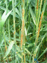 Befallene Getreidepflanze mit rostfarbenen Uredosporenlagern 