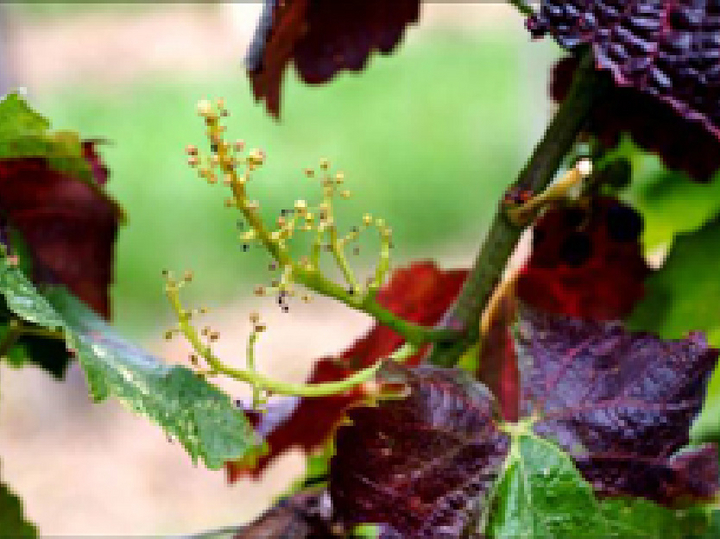 Ein Rebtrieb mit besonders wenigen, sehr kleinen Beeren (Verrieselung). Die Blätter der Rebe sind intensiv rot gefärbt.