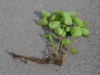© AGES/Follak Aus der Erde entfernte Pflanze mit Rhizom