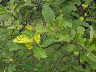 ©AGES/Altenburger Befallener Ast eines Apfelbaumes mit dunklen Flecken auf den Blättern. Einzelne Blätter sind gelb verfärbt.