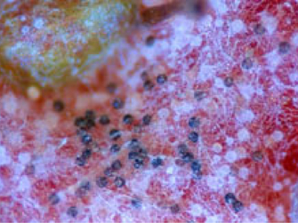 Mikroskopische Aufnahme einer befallenen Erdbeerfrucht. Kleine schwarze Fruchtkörper auf dem roten Fruchtfleisch