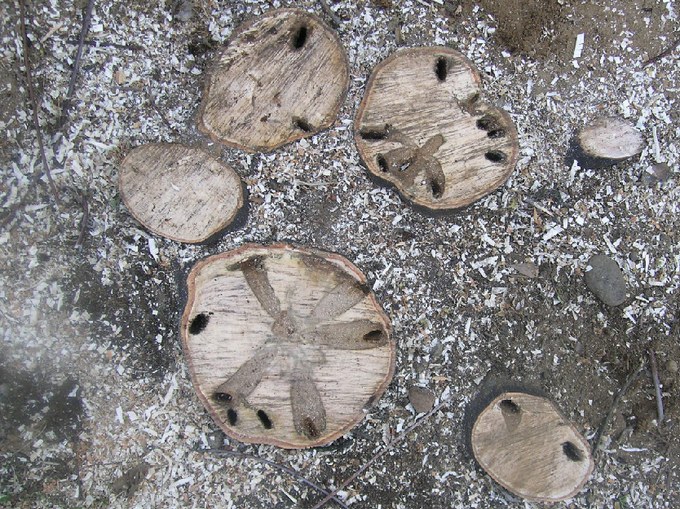 Querschnitte von befallenem Holz mit Fraßgängen der Larve