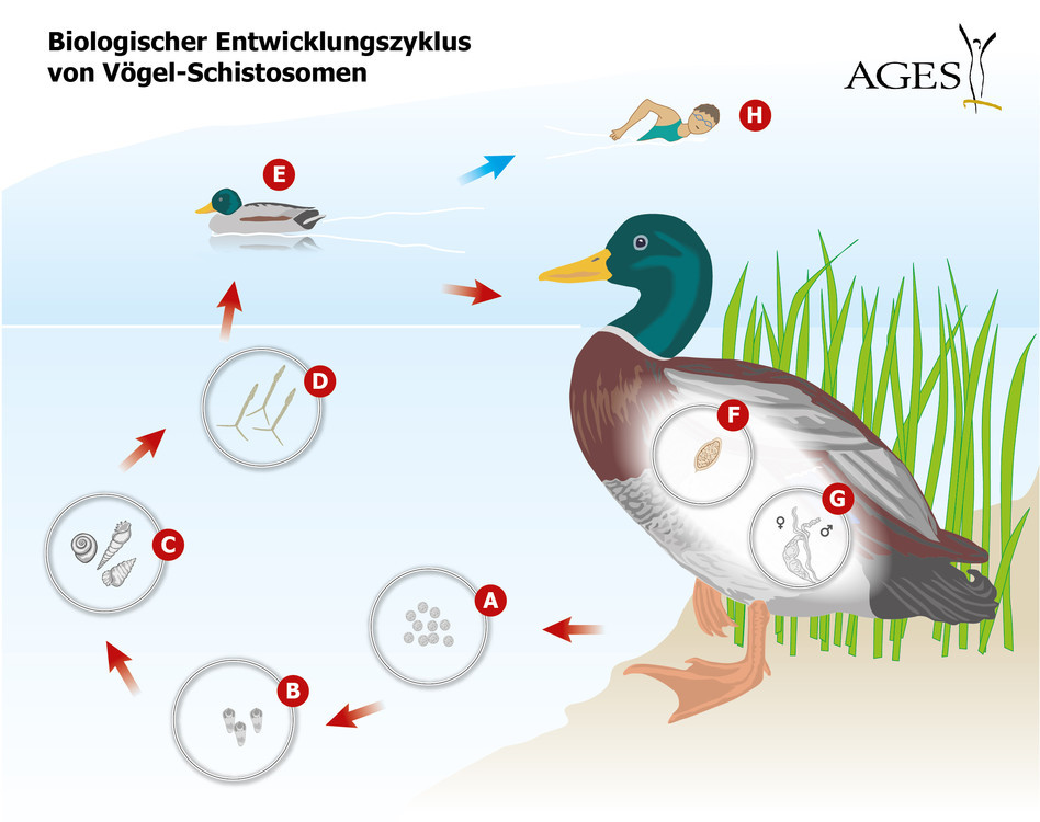 Biologischer Entwicklungszyklus von Vögel-Saugwürmern  (Enlarges Image in Dialog Window)